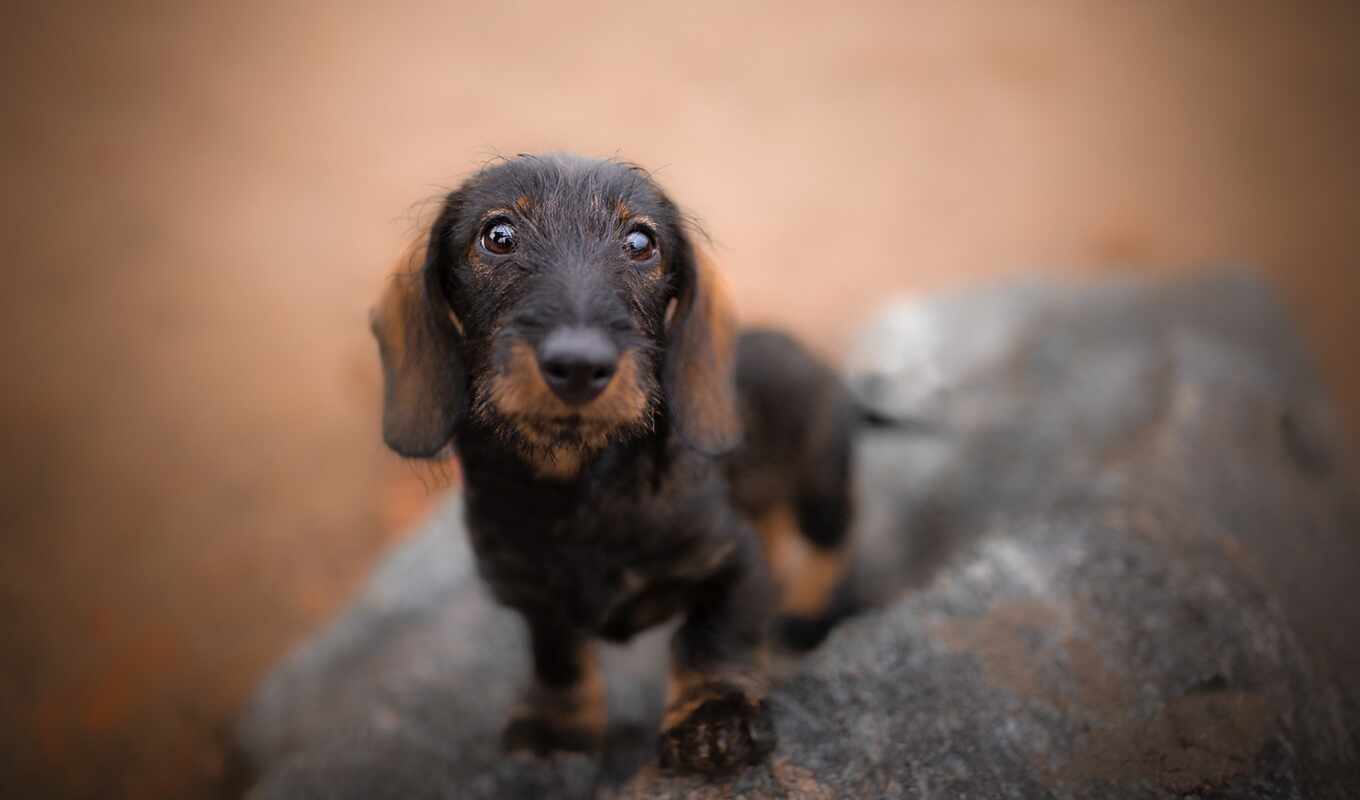 mobile, background, cat, cute, dog, puppy, breed, device, dachshund