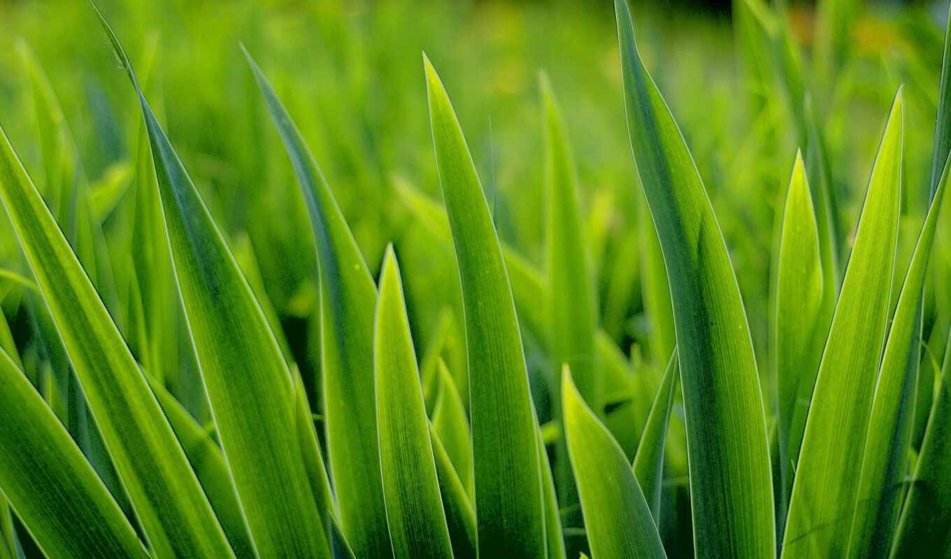 зелёный, трава
