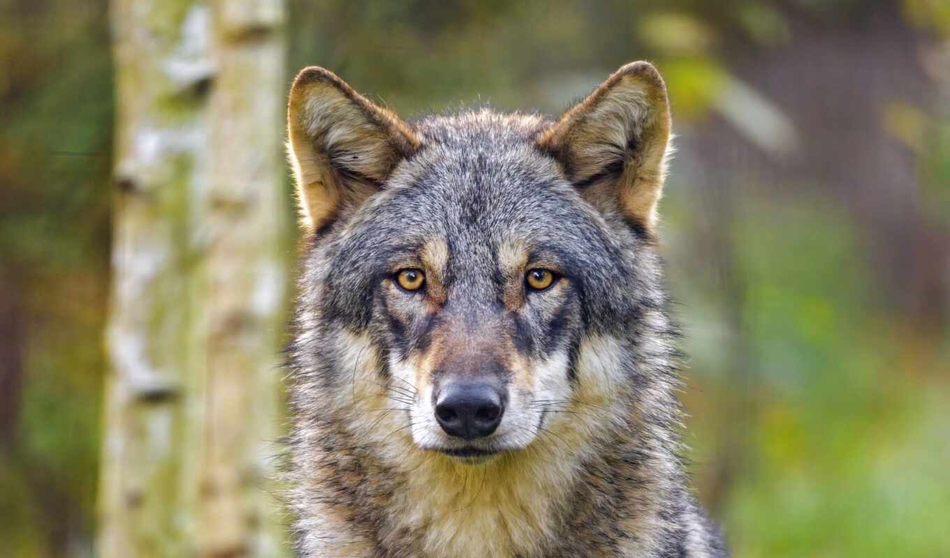 und, волк, die, mit, ein, sich, au, von, ist, wölfe, schafe