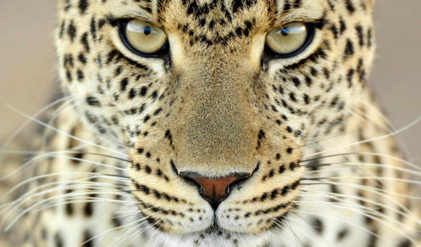 eyes, cat, leopard, wild, animal