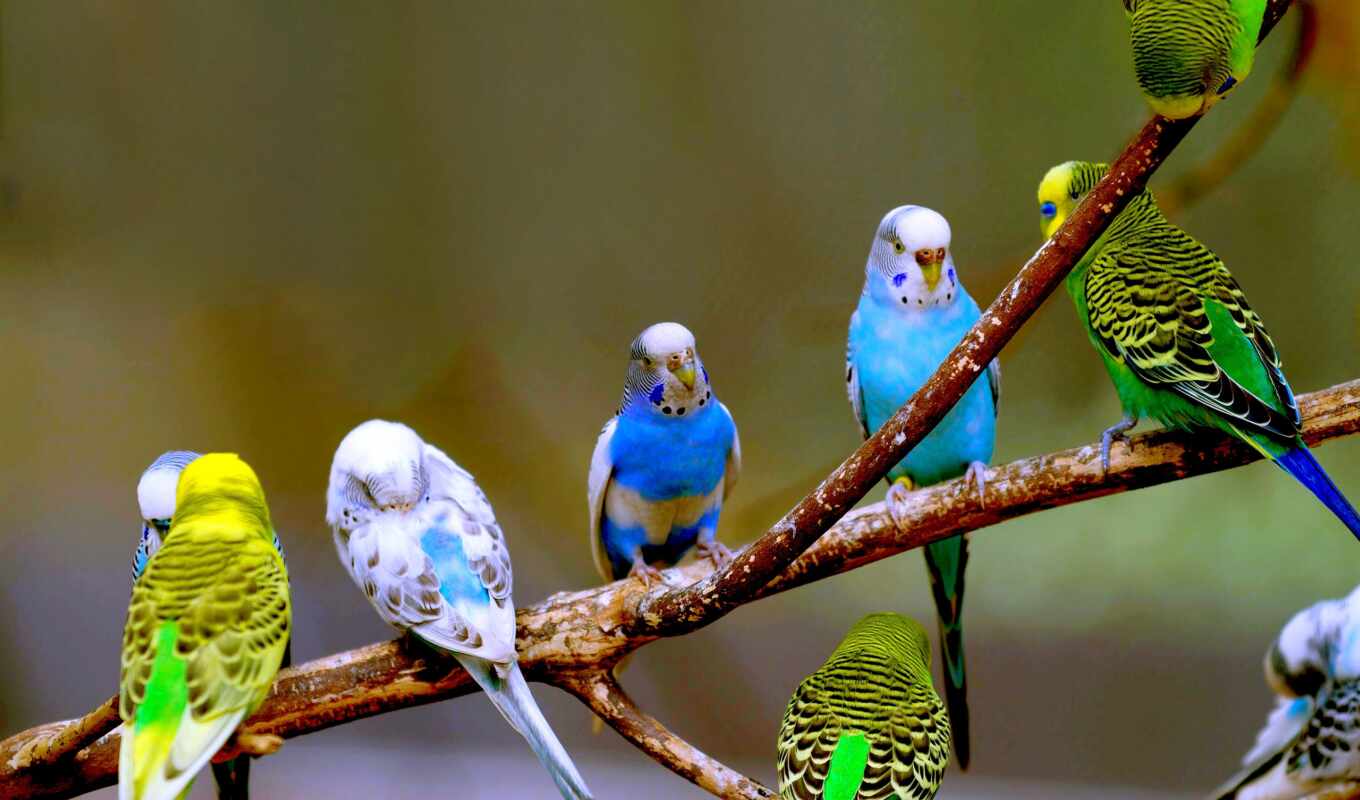 birds, a parrot, branch, pinterest, scared, budgies