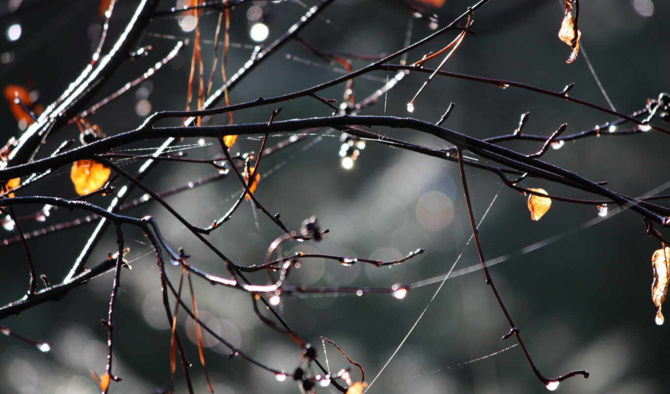 nature, drops, rain, water, autumn, foliage, branch, yellow, the, branches, berries