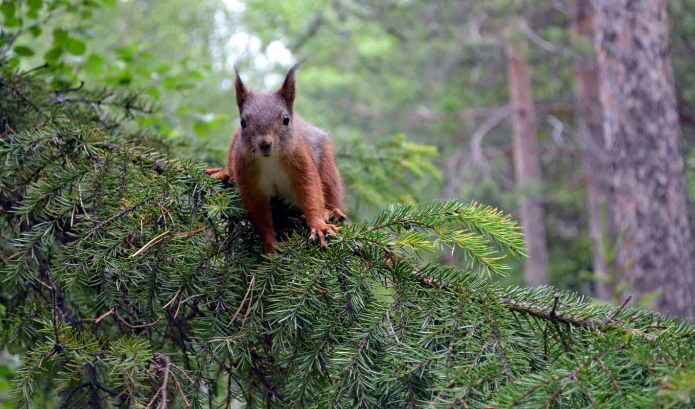 collection, categories, squirrels, forest, яndex, card, inhabitants, proteins, collections, the woods