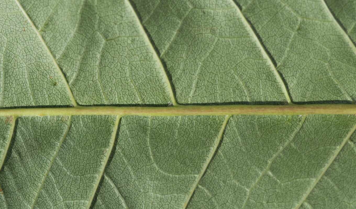 текстура, leaf