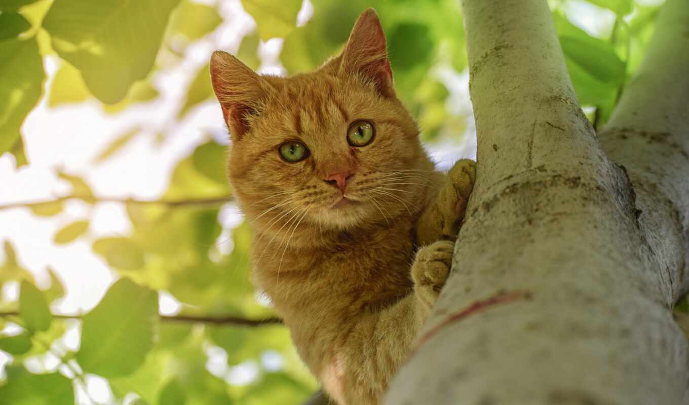 tree, cat, animal
