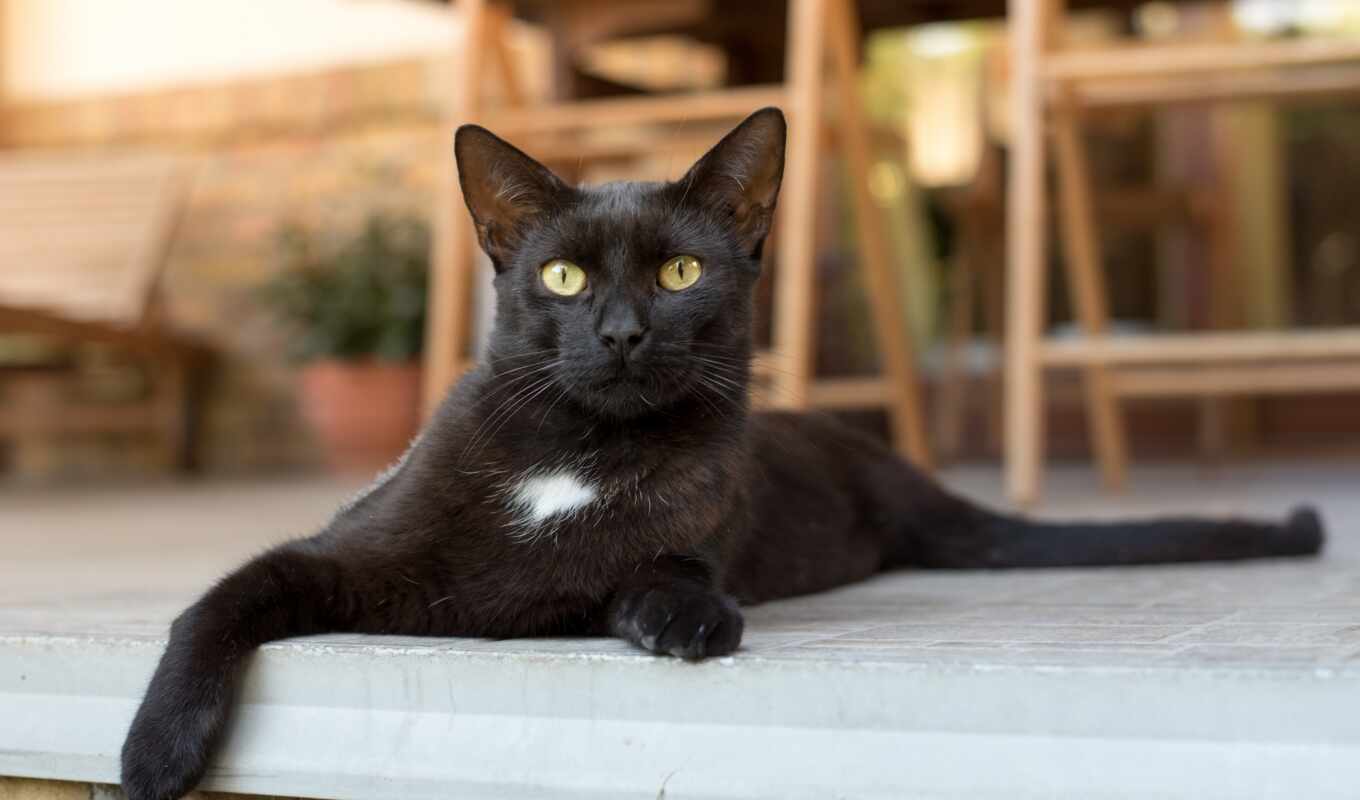 black, кот, bild, котенок, foto, attribution, gratis, pixabay, billeder, freie, kätzchen
