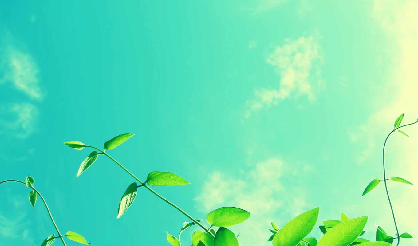 nature, sky, background, sun, cloud, branch, presentation, verde, greenery, makryi, luchit