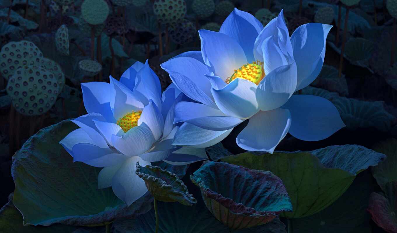 flowers, blue, lotus