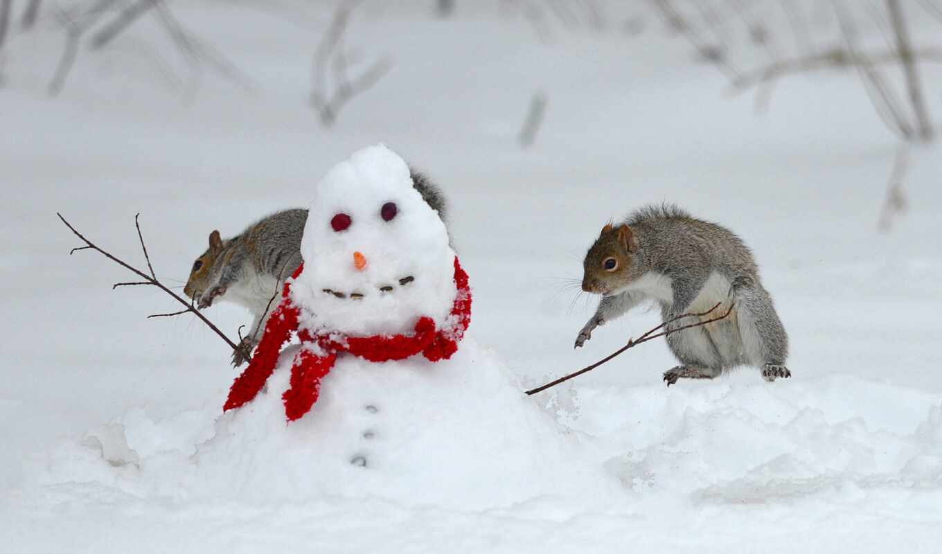 snow, squirrels, animal, screen, snow, snow, ardilla, animals, muñeco