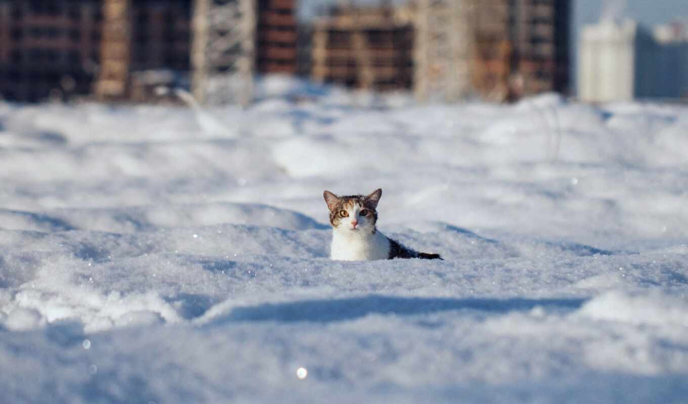 снег, winter, кот, смотреть, шерсть, drift