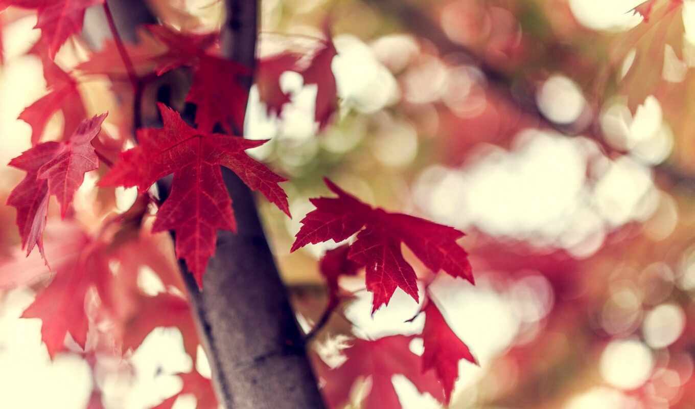 sheet, autumn, branch, side, makryi