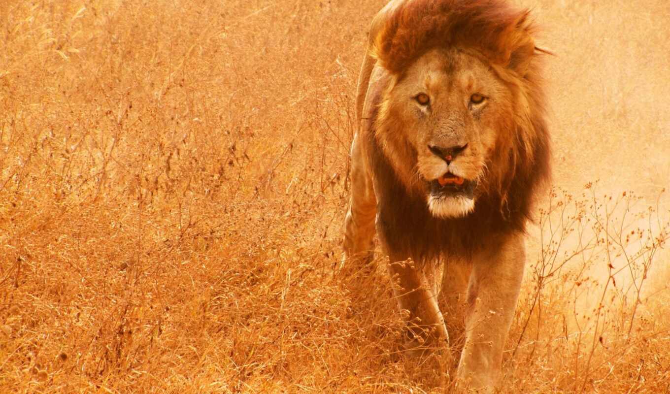 lion, animal, млекопитающее