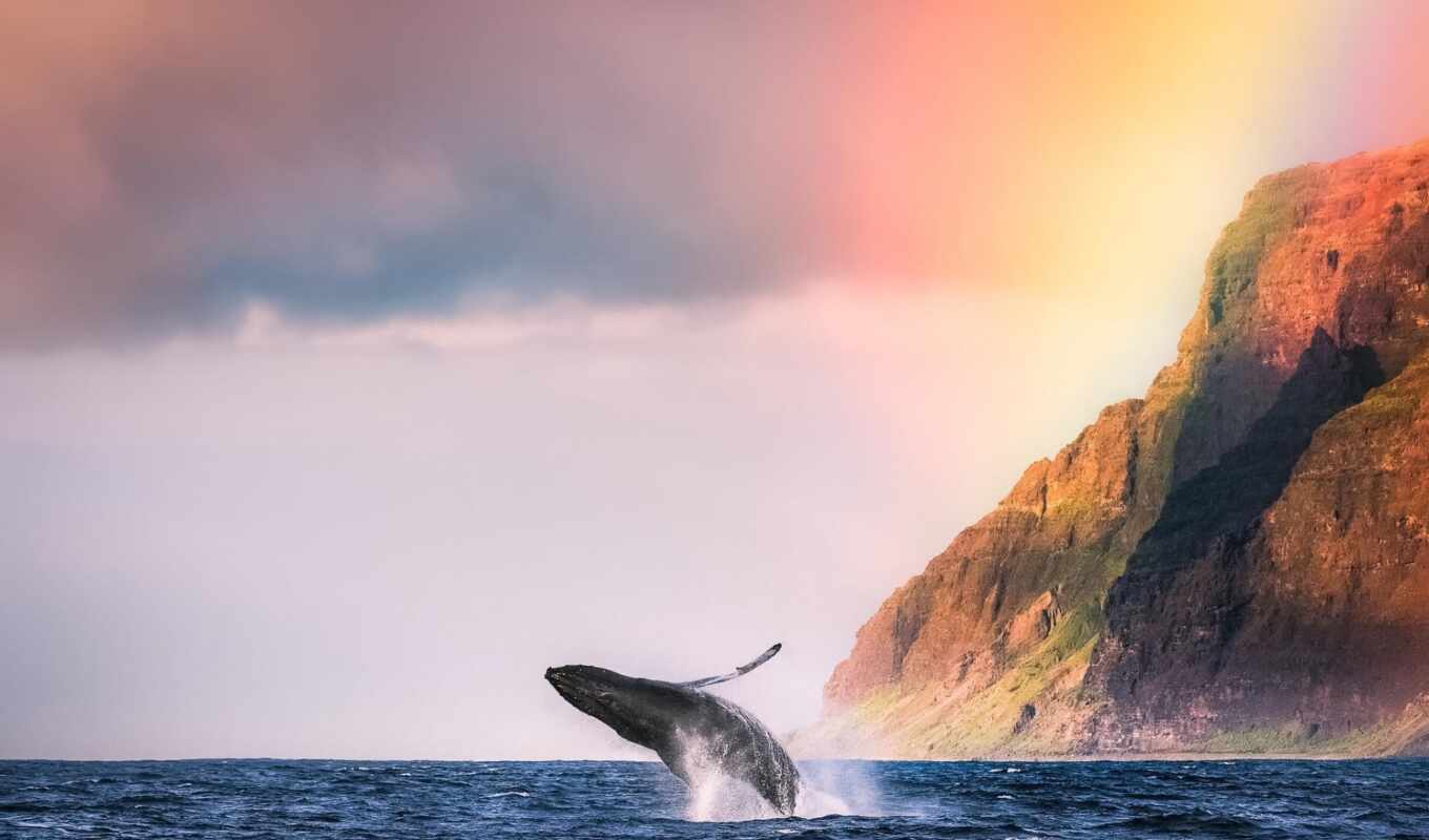 ocean, кит