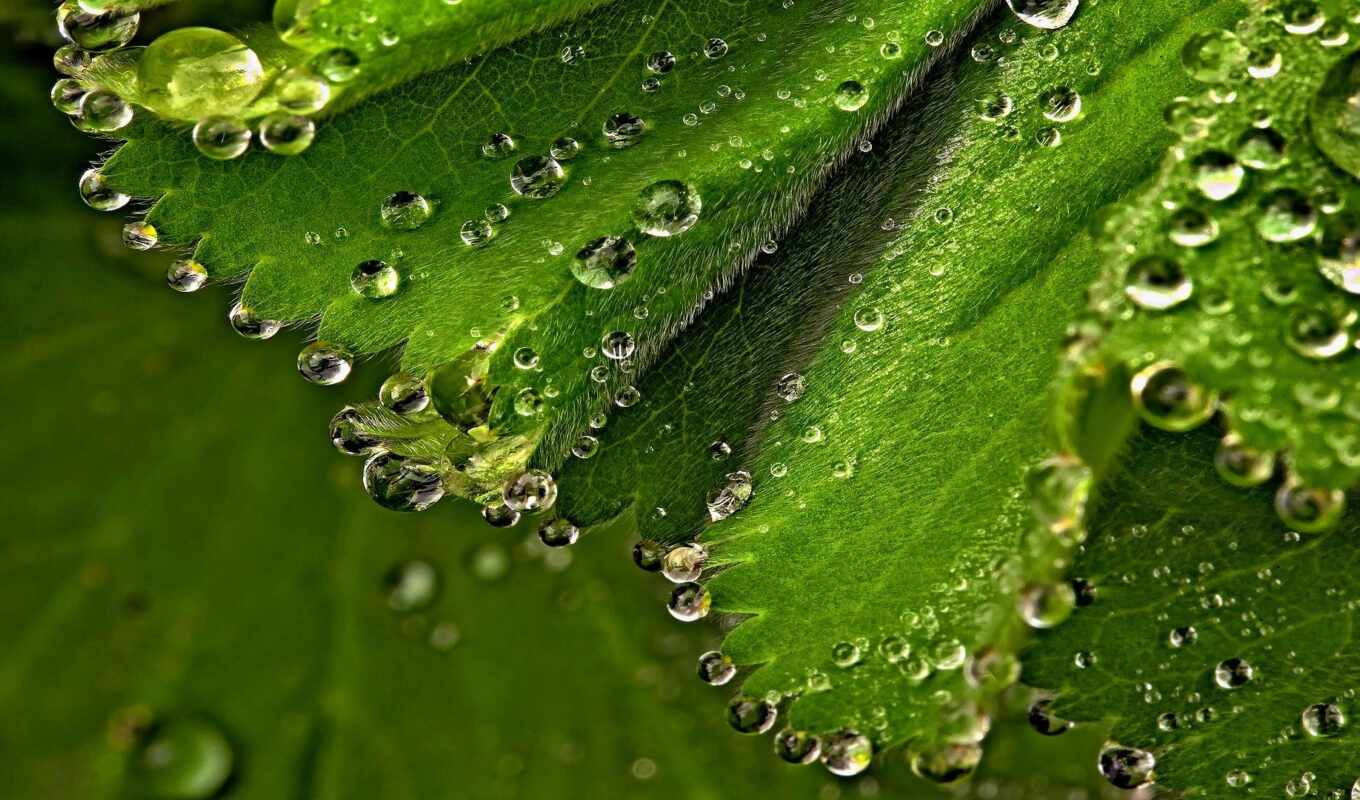 drop, sheet, green, dew, a drop, makryi