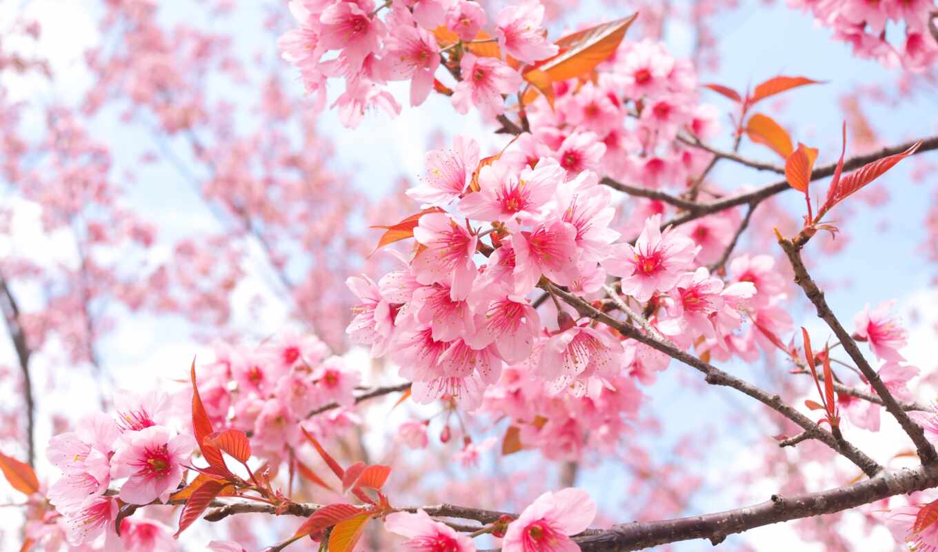 цветы, дерево, лепестки, Сакура, cherry, branch, весна