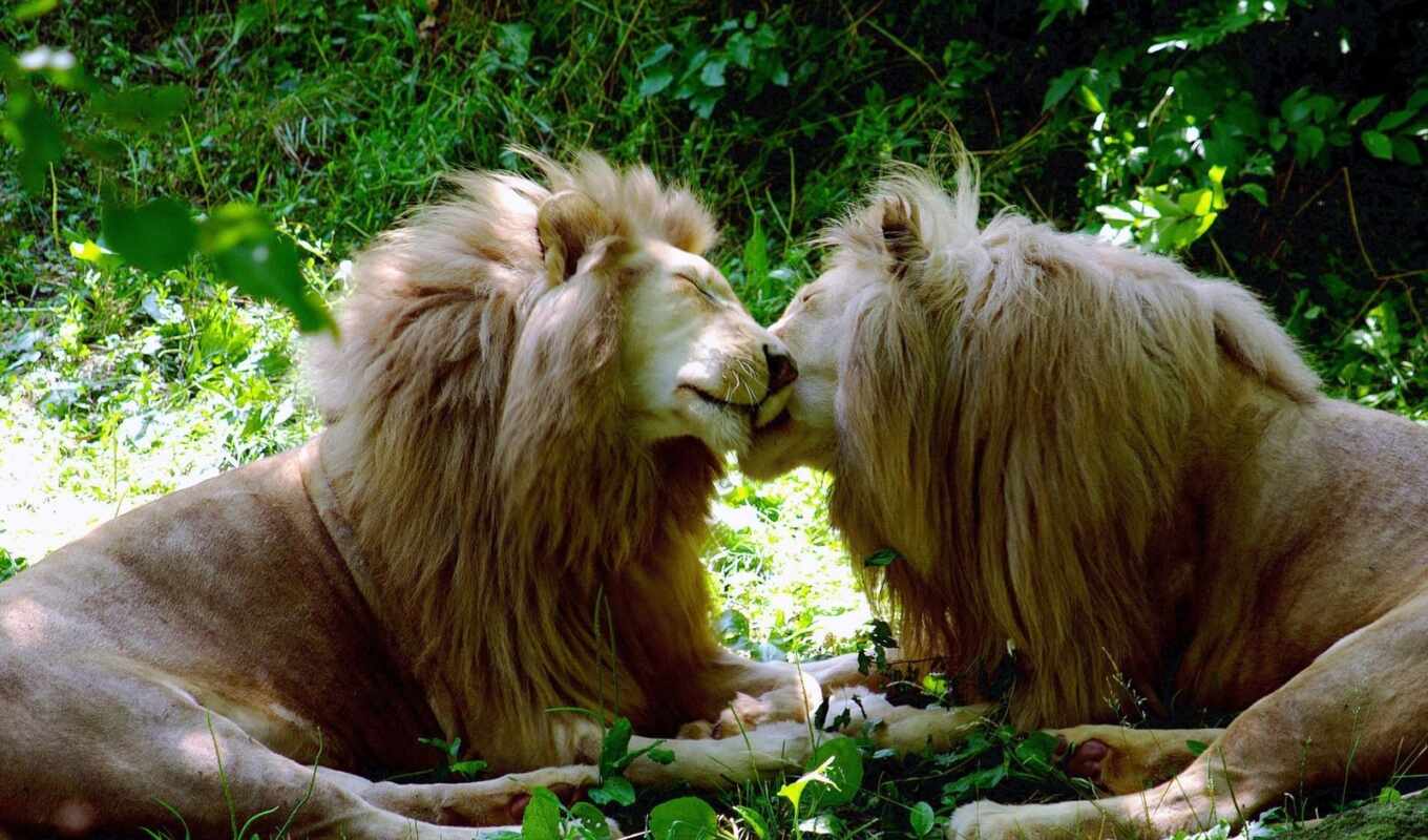 lion, animal, gay