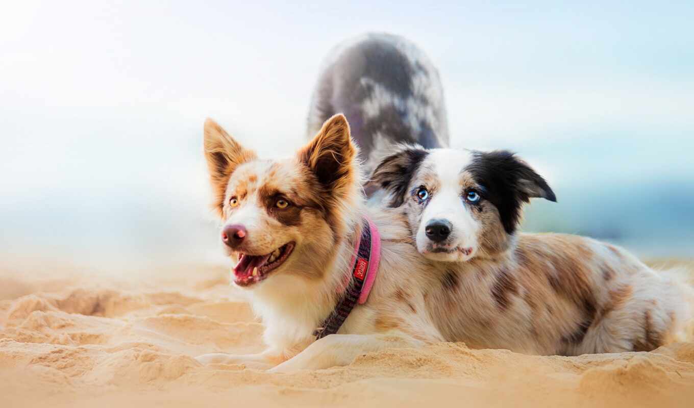 пляж, собака, собаки, animals, dogs, два, zhivotnye