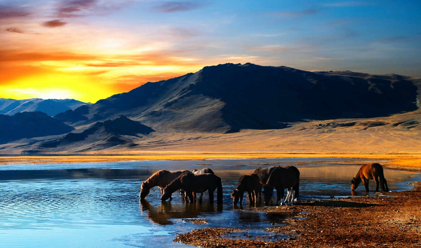 sunset, water, coast, horses, drink, mountains, taboo