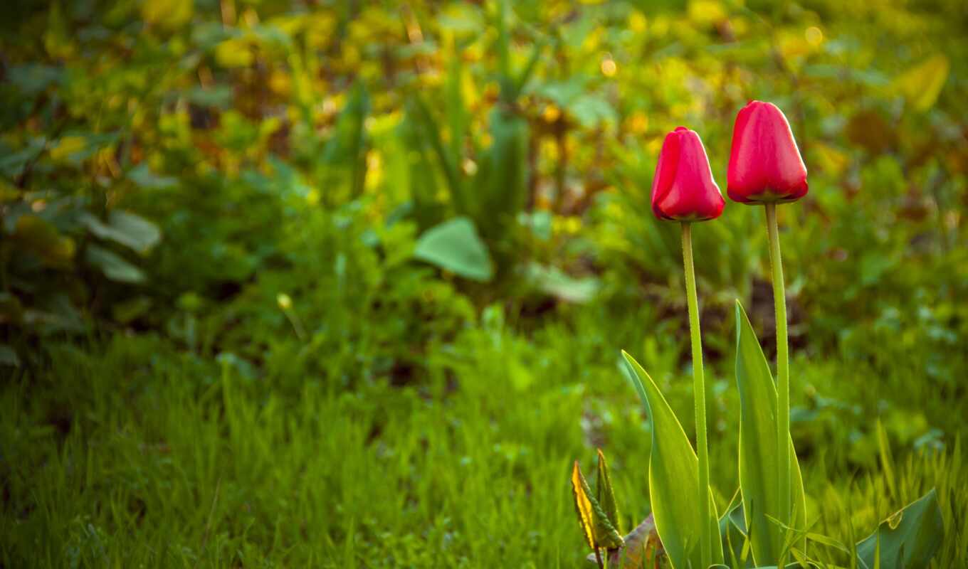 nature, grass, spring, tapety, lawn, tulips, pulpit, cvety, free