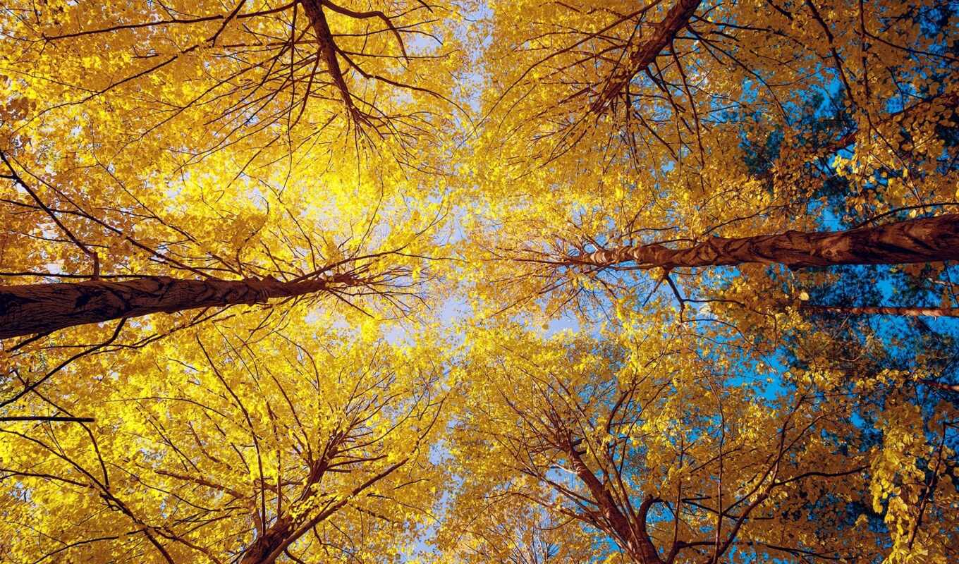 небо, взгляд, дерево, красавица, осень, осенние, trees, разных, ниже