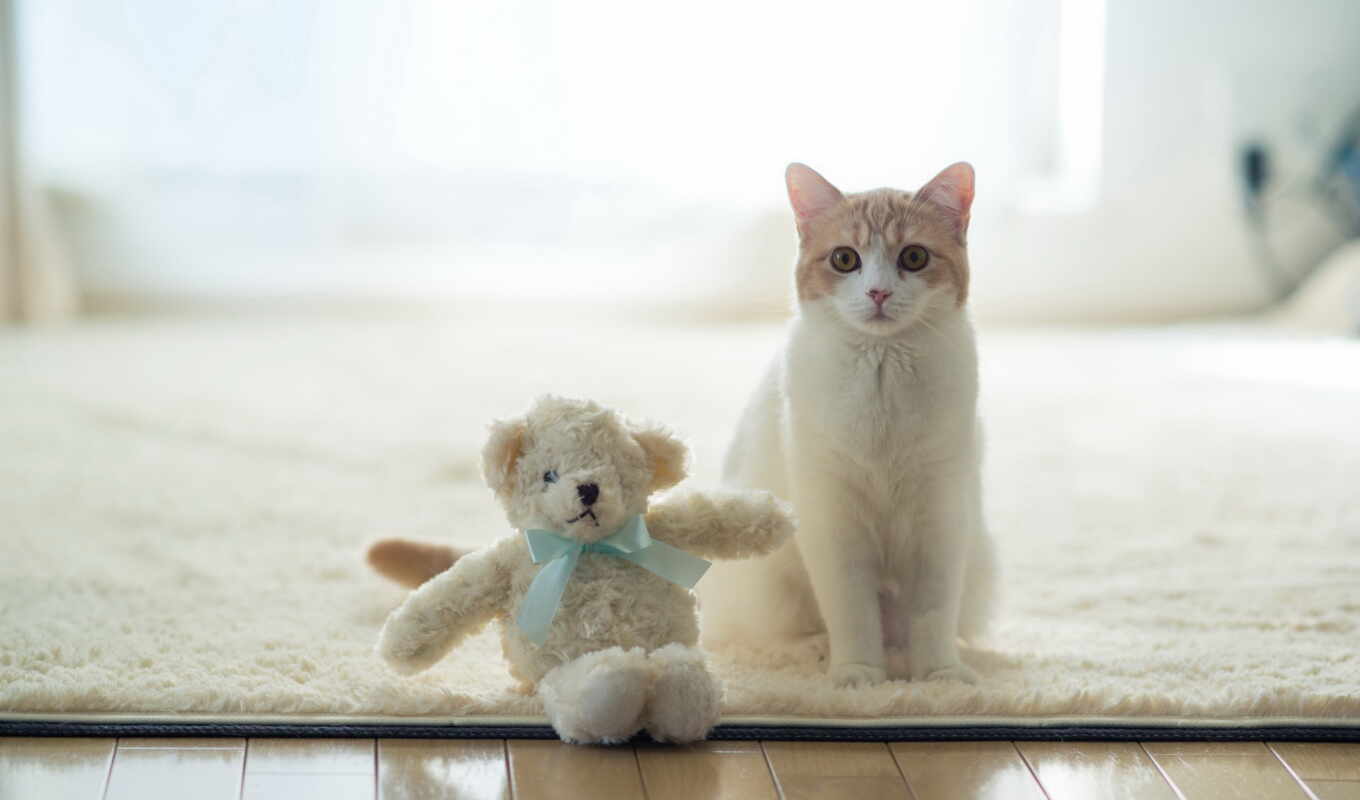 две, кот, cute, котенок, медведь, cats, animal, toy, teddy, toys