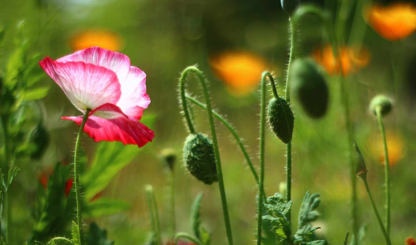 flowers, poppy