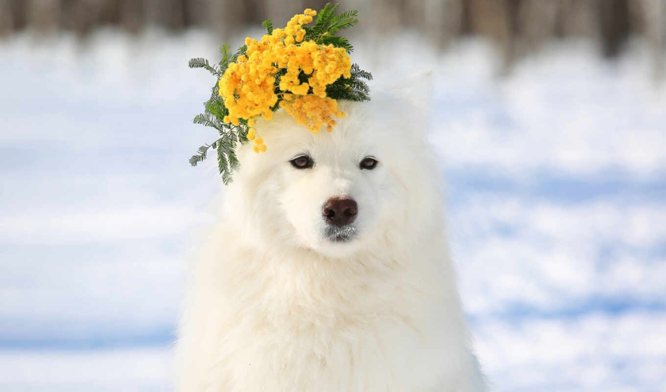 a laptop, dog, breed, spring, a wreath, drawing, mimosa, samoyed, lyson
