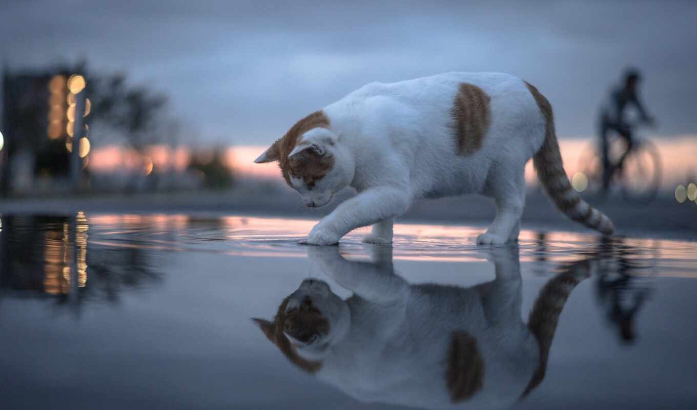 water, cat, reflection