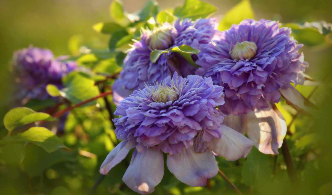flowers, lilac, clematis
