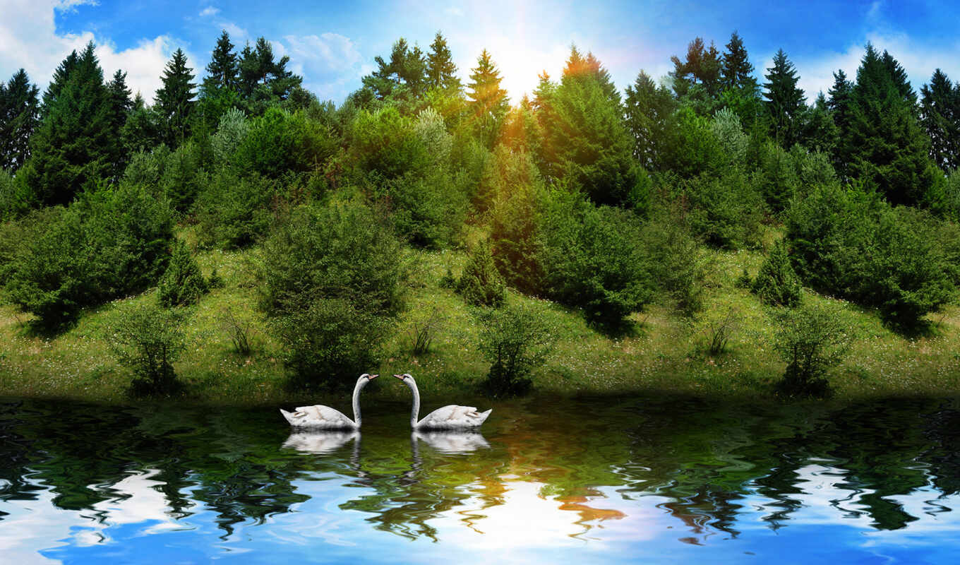 nature, tree, grass, couple, sunlight, bird, animal, river, swan, fore