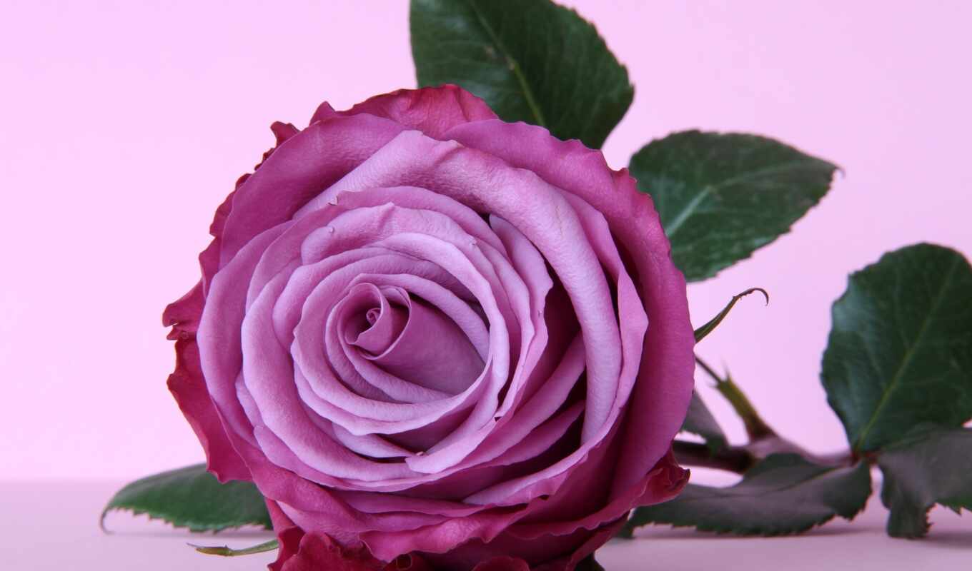 цветы, роза, fone, красивые, розовая, темно