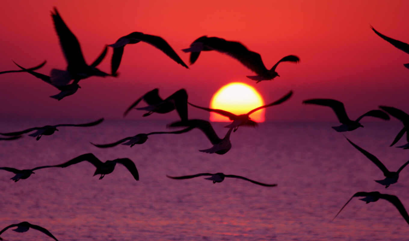 sky, good, background, sunset, sea, bird, beautiful, fly