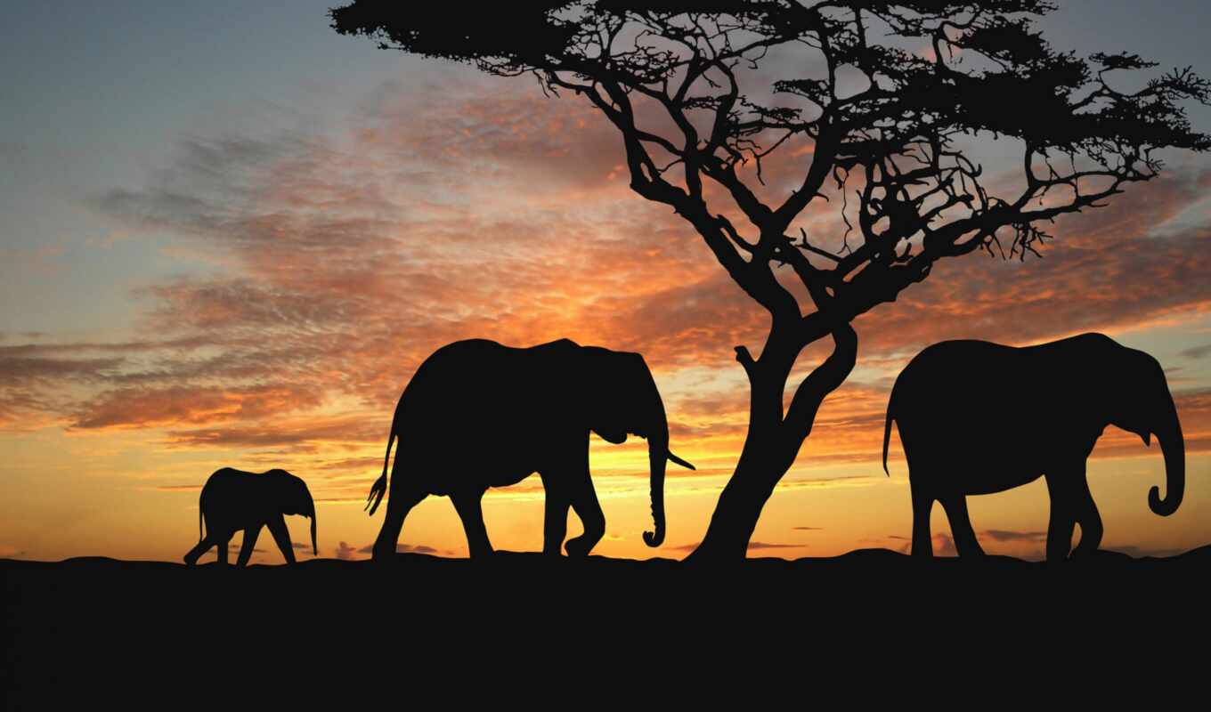 nature, sun, tree, sunset, elephant, savannah, animal, Africa, ground, mam, zhivat