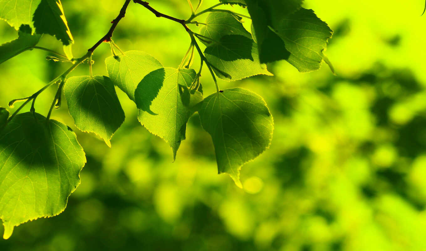 природа, зелёный, verde, растение, leaf, salatovoi