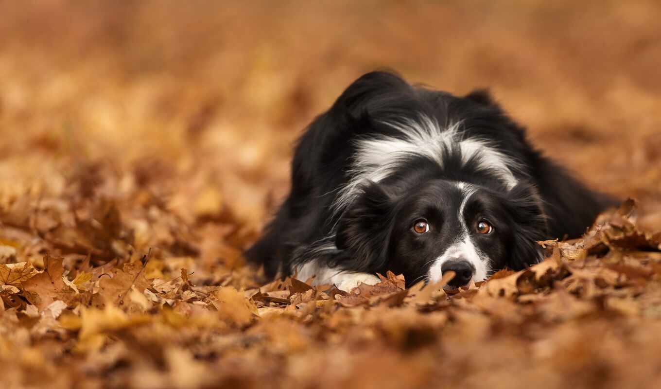 собака, осень, animal, пасть, border, leaf, колли