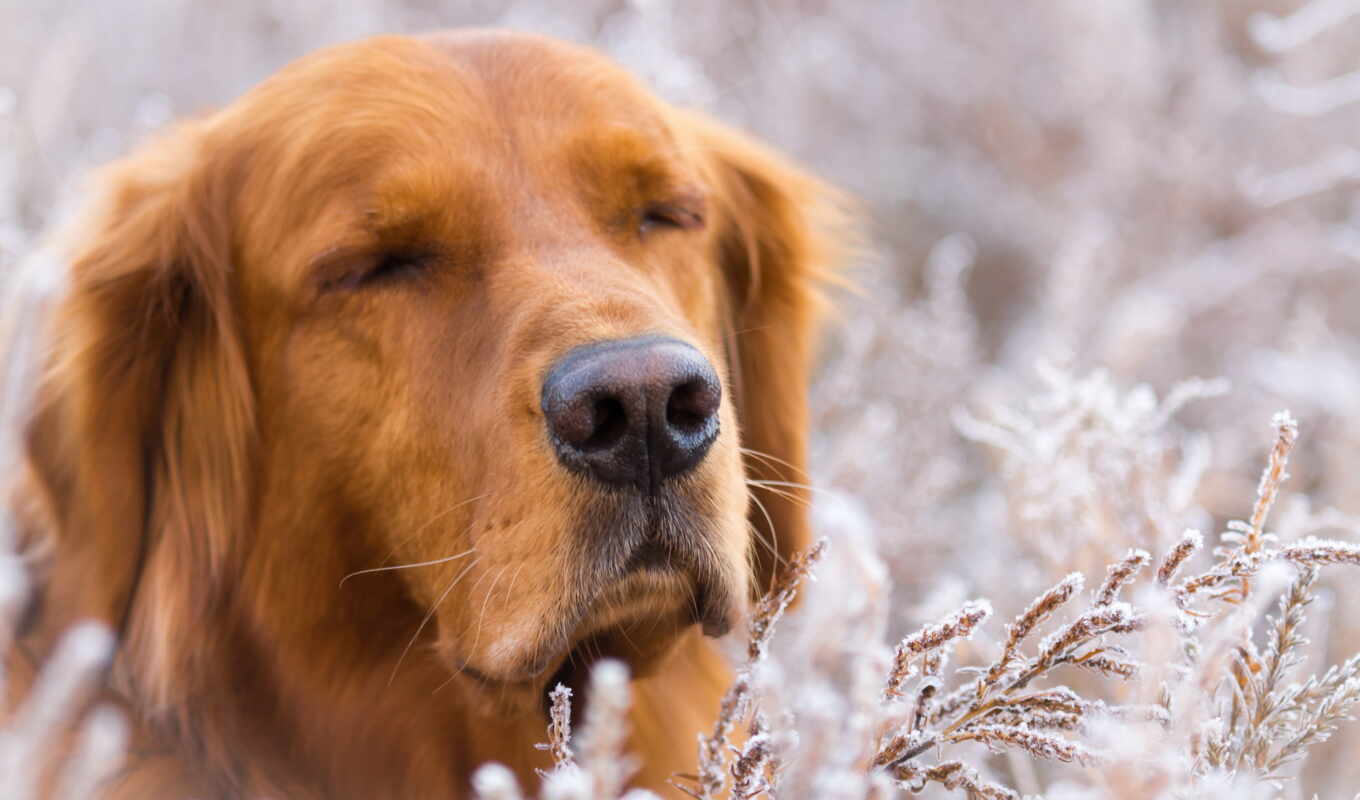 love, собака, они, золотистый, щенок, retriever, pet, bring, золотой спасатель