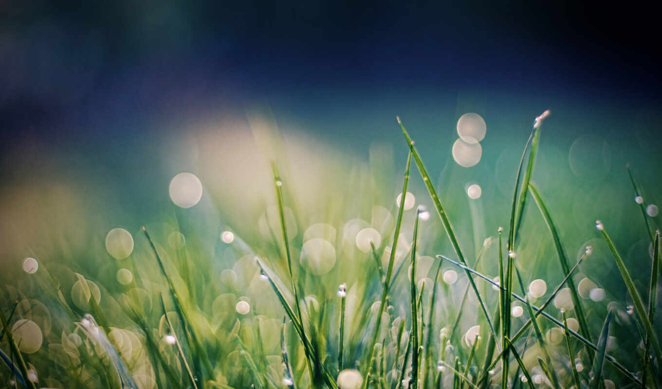 may, grass, screensavers, dew, format