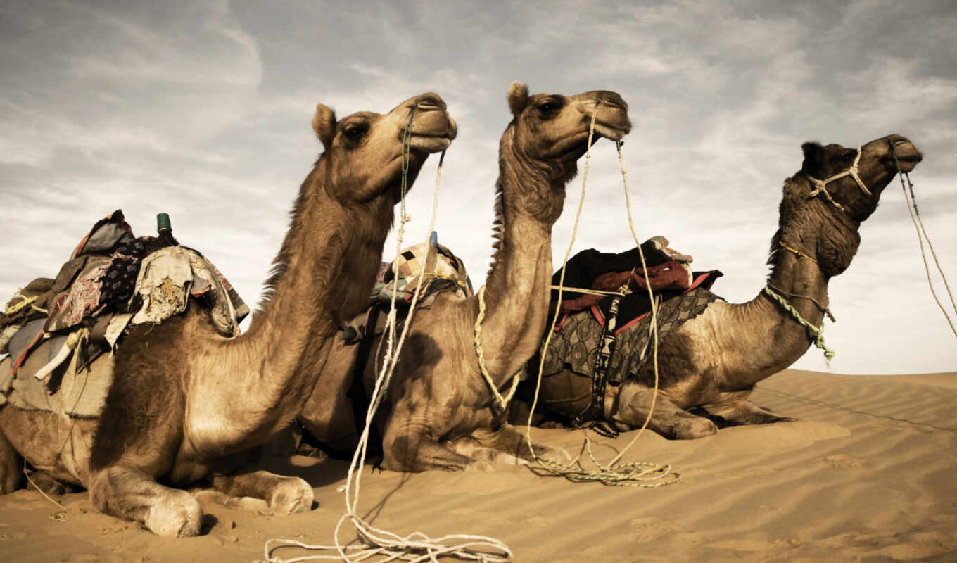 мужчина, photos, три, stock, пустыня, men, camel, верблюды