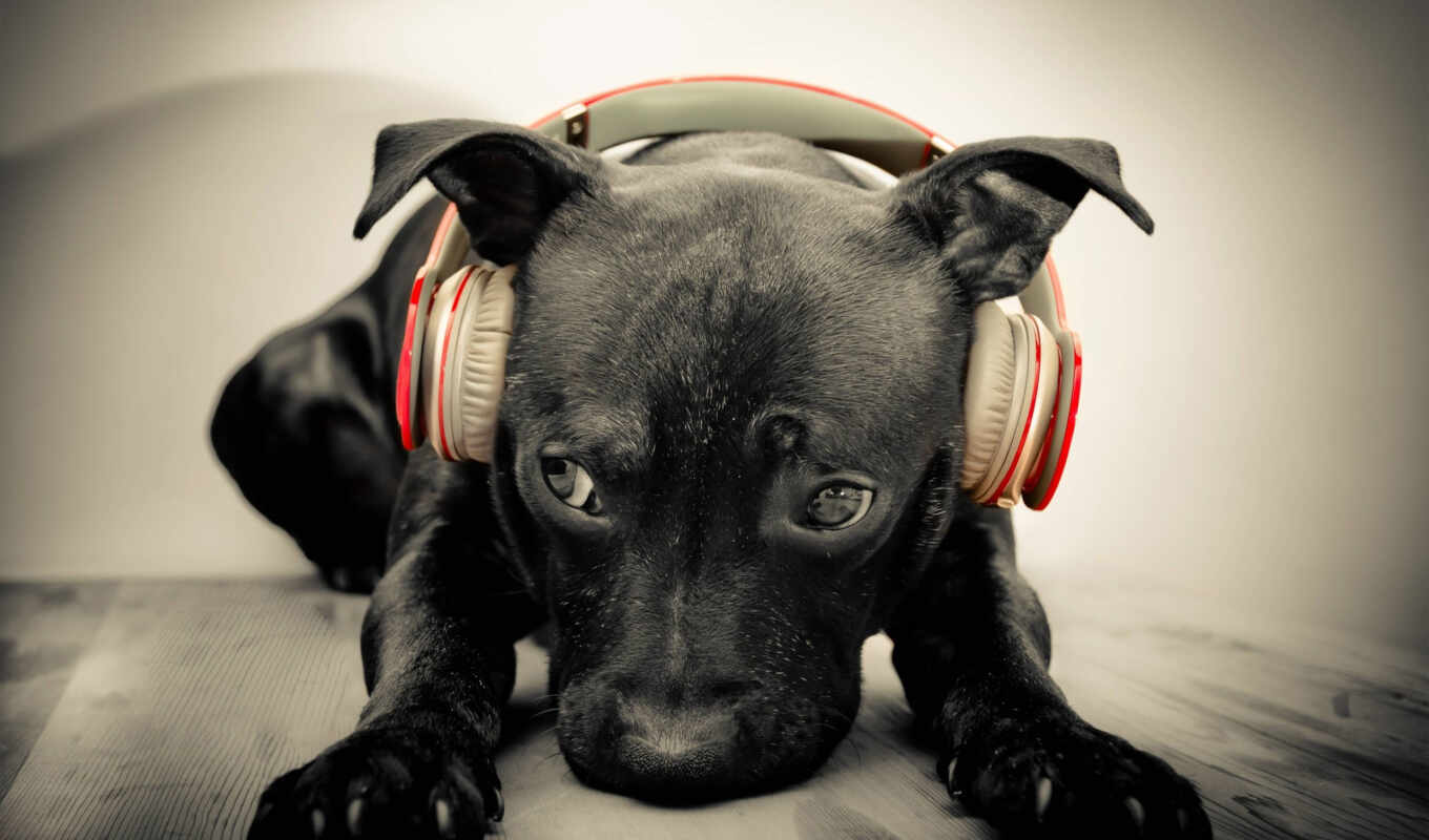 headphones, picture, dog, dogs