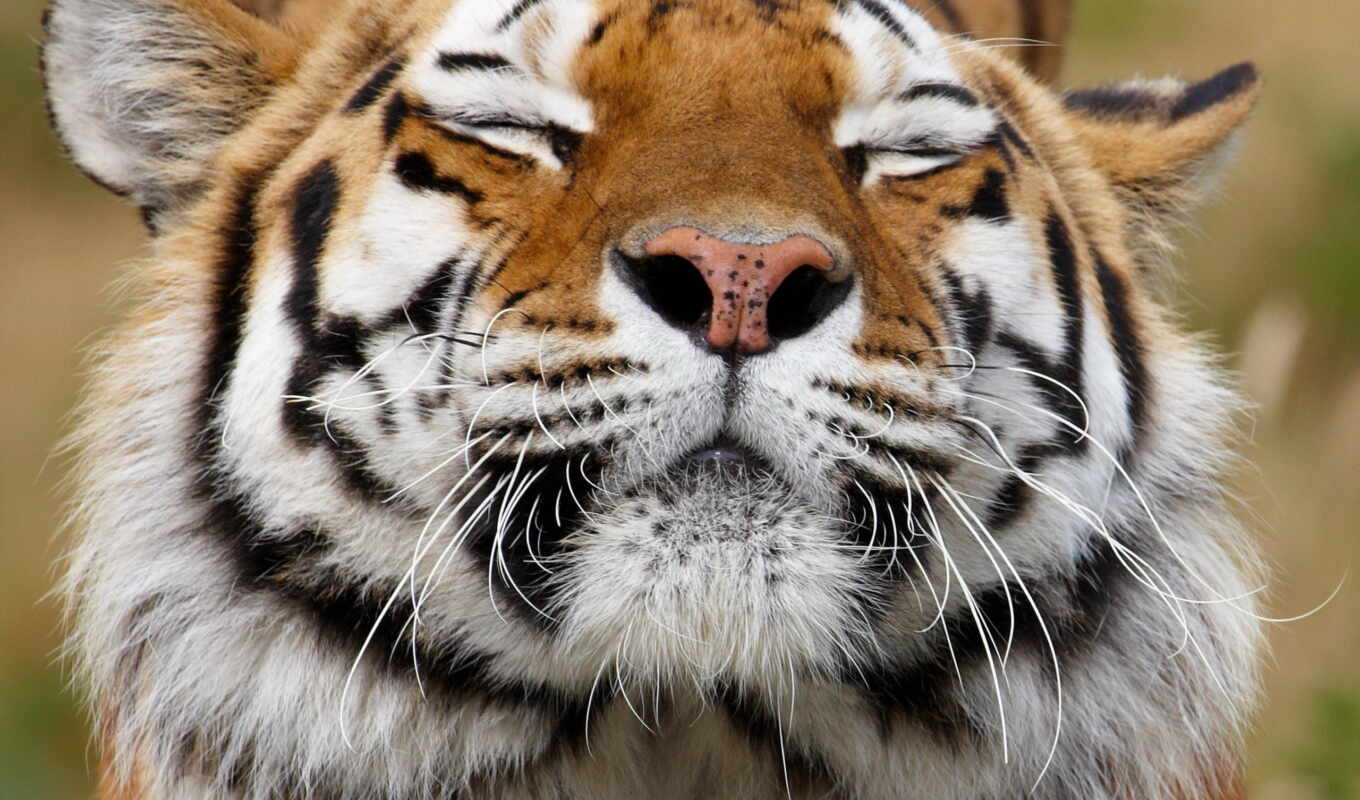 большие, хищник, тигры, кошки, морда, animal, ус, zhivotnye, тигров, окрас