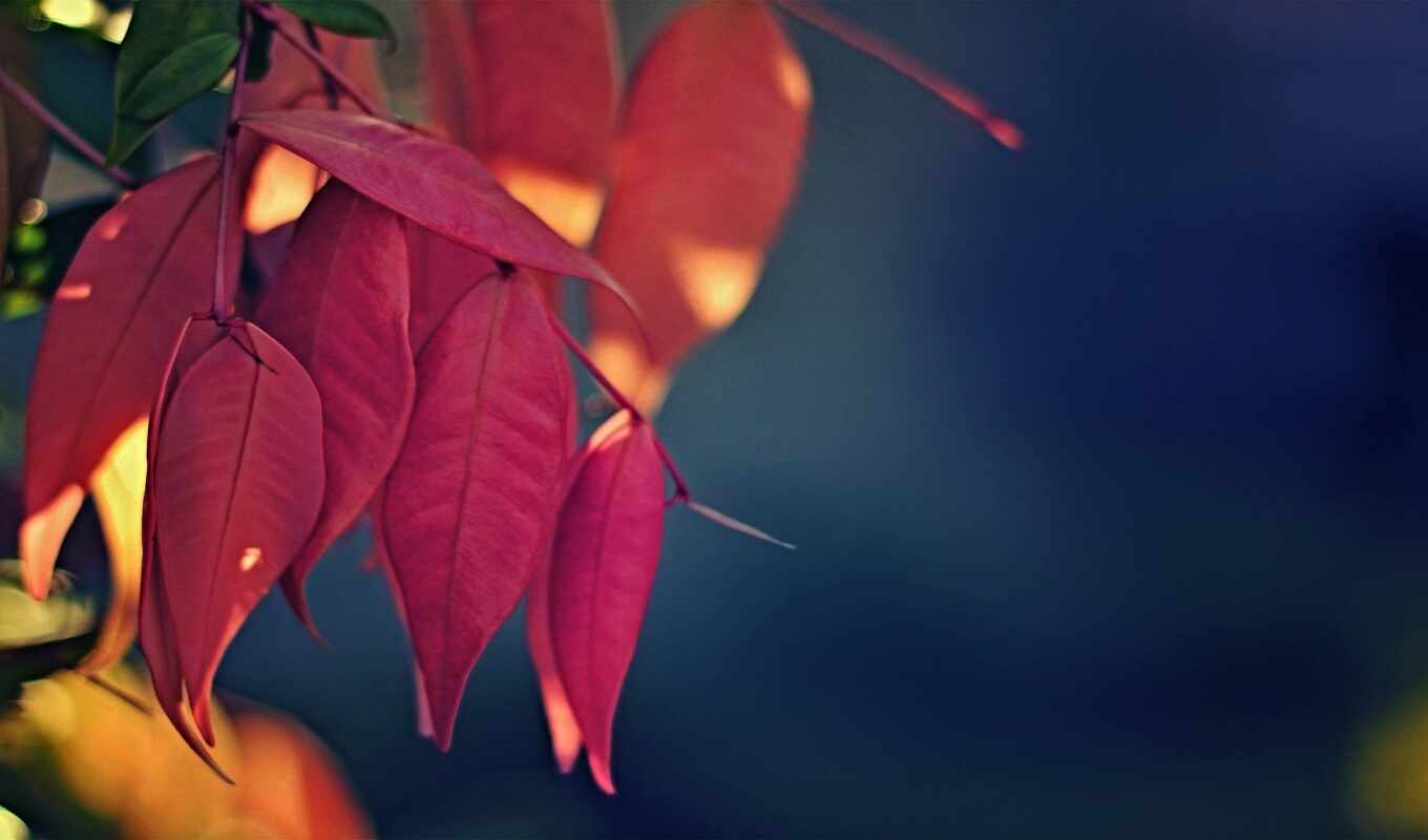 осень, розовый, leaf