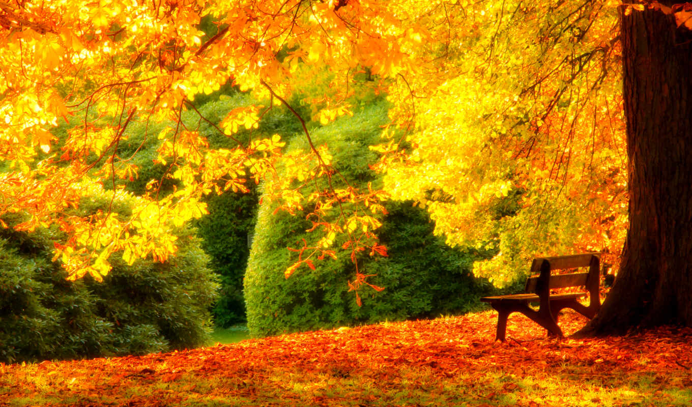 tree, under, yellow, bench