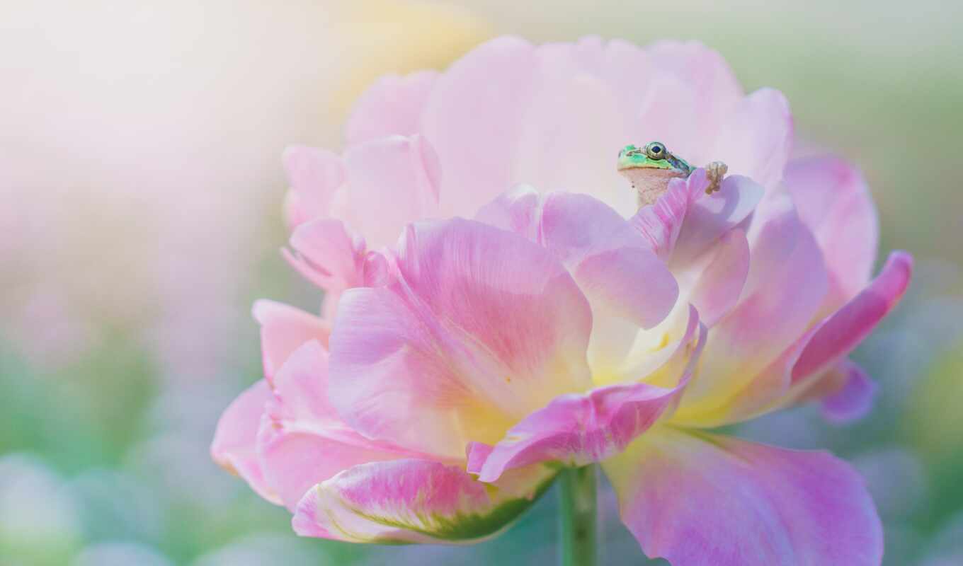 flowers, green, pink, frog, pion