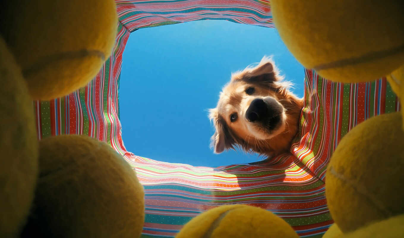 собака, мяч, tennis