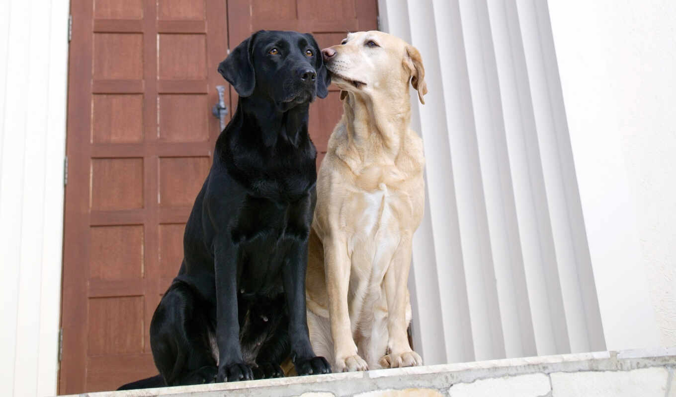 собака, labrador, animal, retriever