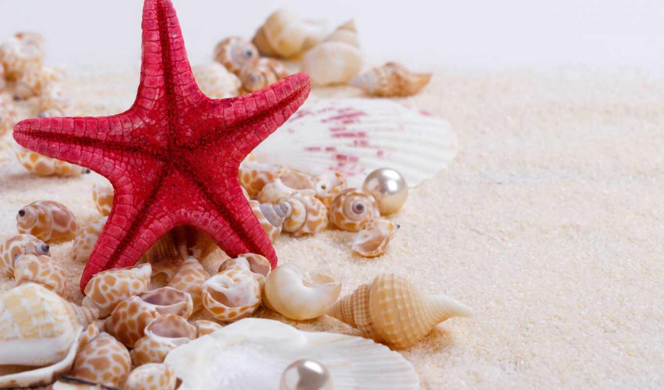 shell, beach, sand, still, marine, life, wood, pearl, starfish, seashell