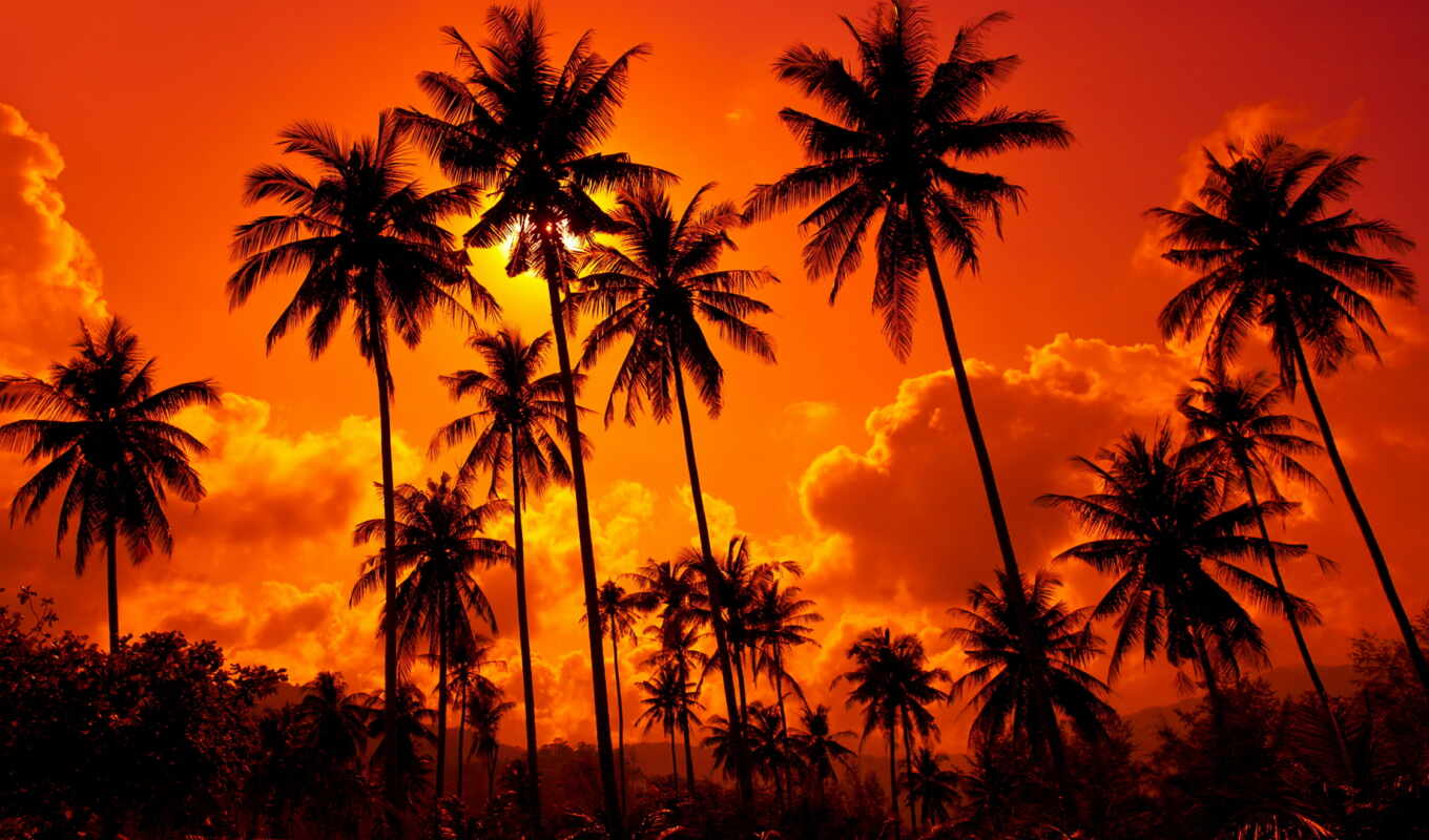 nature, sky, fone, sunset, beach, sand, palm trees, sunset, pallets
