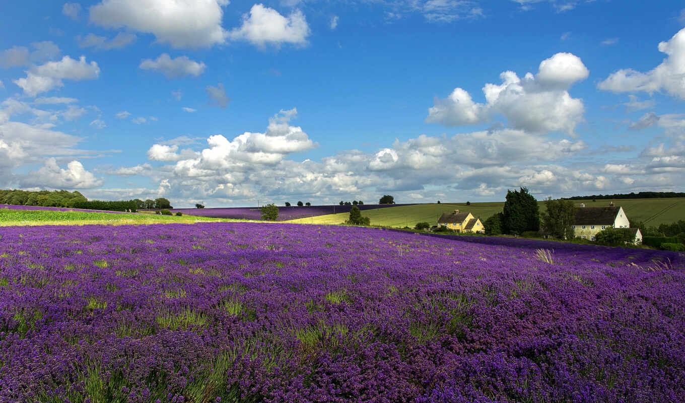 природа, поле, flowers, trees, land, cvety, lavender, oblaka, margin, заставка