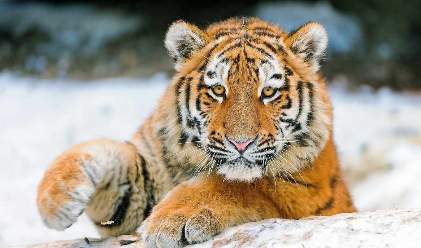 cute, tiger, animal, line, beautiful, amazon, paw