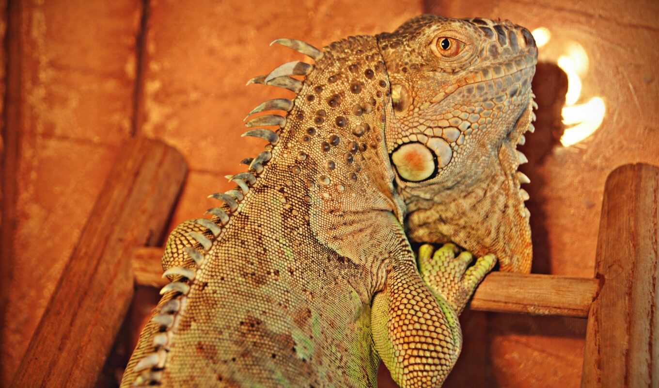 iguana, ordinary, википедия